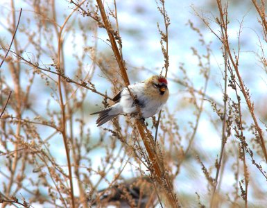 Hoary Redpoll, Greenville, MI, 21 January 2013