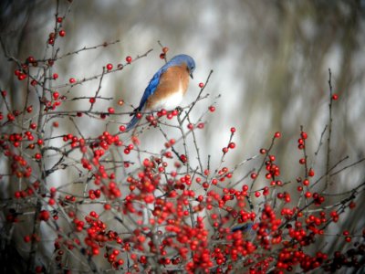 Eastern Bluebird, Kent Co., MI, January 21, 2012
