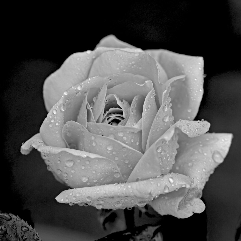 Rain fresh drops