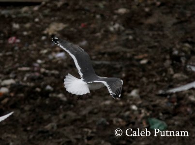 Slaty-backed Gull, Republic Landfill, Bay Co., MI, December 15, 2011