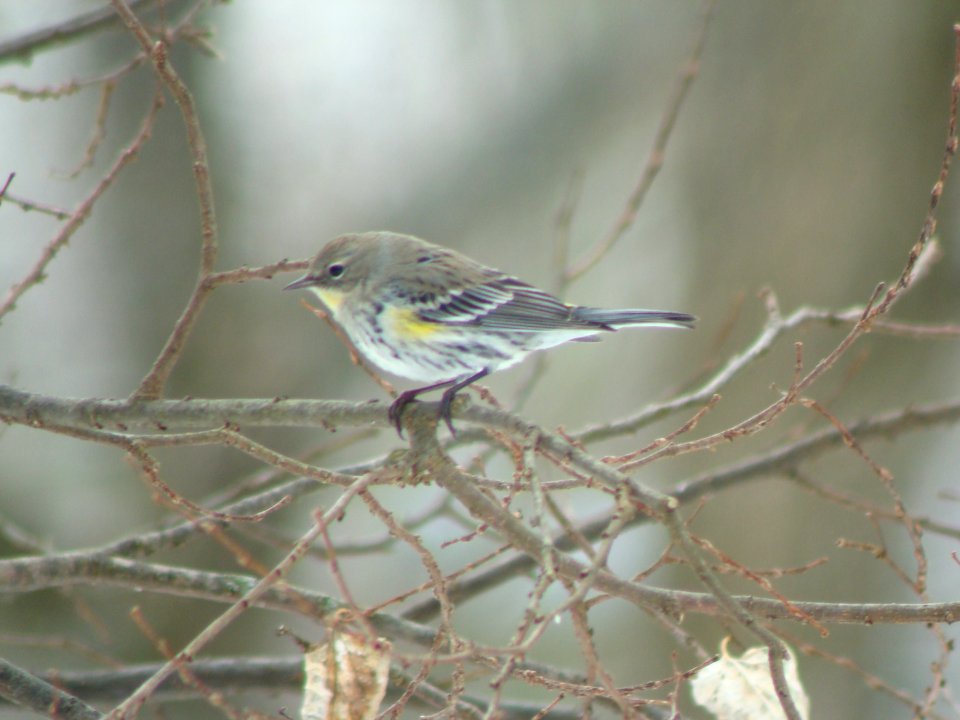 Probable Audubon's Yellow-rumped Warbler, Lowell, MI