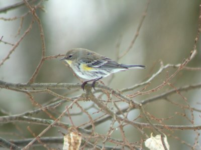 Probable Audubon's Yellow-rumped Warbler, Lowell, MI