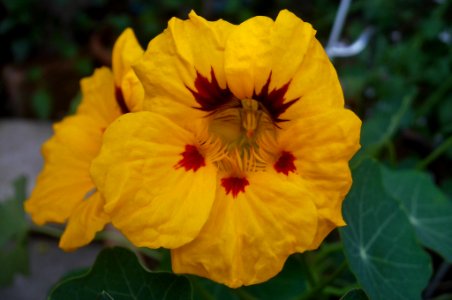 Tropaeolum majus photo