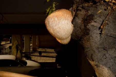Hericium erinaceus, αρνάκι