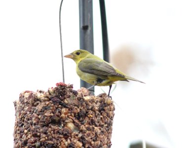 Scarlet/Summer Tanager, Grand Rapids, MI, Dec 10, 2012 photo