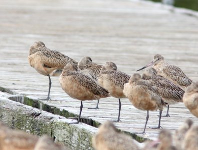 Bar-tailed Godwit (1 of 2) with Marbled Godwits, Tokeland, WA, 19 October 2012