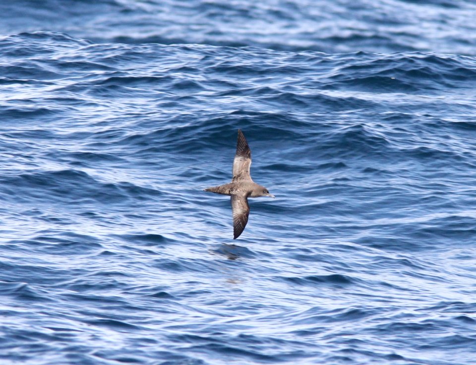 Sooty Shearwater, 30 miles offshore of Newport, OR, 20 October 2012