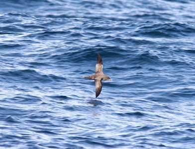 Sooty Shearwater, 30 miles offshore of Newport, OR, 20 October 2012