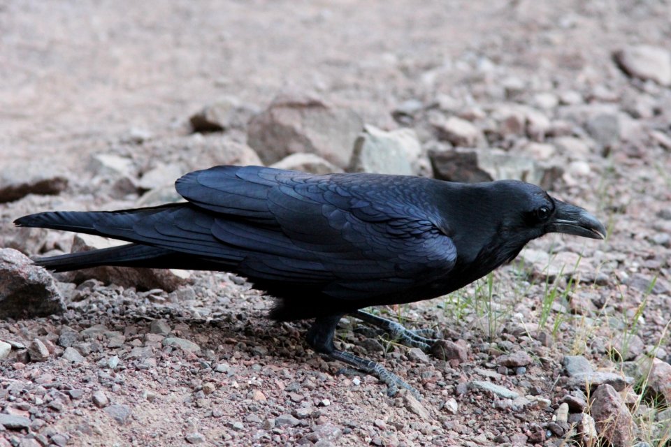 Common Raven, lower Bright Angel Trail, Grand Canyon NP, AZ, November 8, 2012