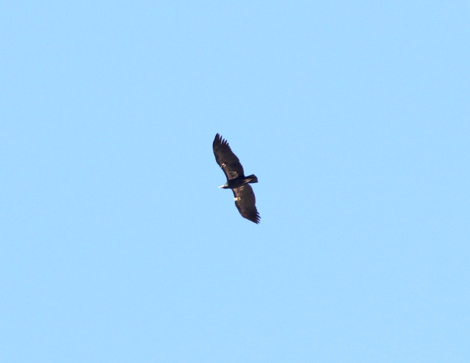 California Condor, lower Bright Angel Trail, Grand Canyon NP, AZ, November 8, 2012