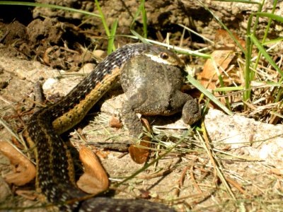 Garter Snake eating American Toad (Still alive), May 24, 2012, Sand Lake MI