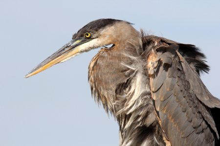 Great Blue Heron, Trenton, MI, September 21, 2012