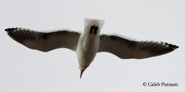 Slaty-backed Gull, Republic Landfill, Bay Co., MI, December 15, 2011