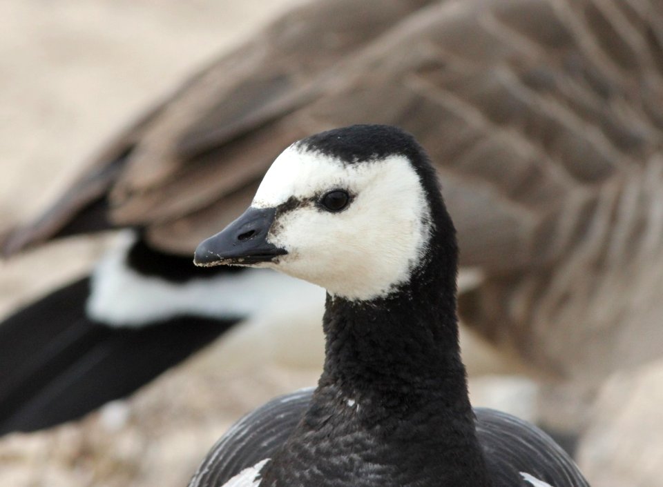 Barnacle Goose (of captive origin), New Buffalo, MI, 24 March 2013