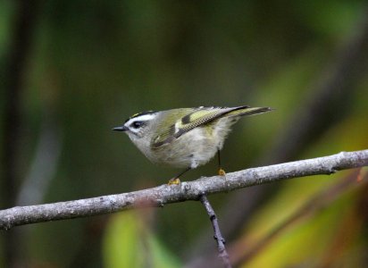 Golden-crowned Kinglet, Grayland, WA, 19 October 2012 photo