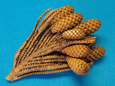 Raphia farinifera raffia palm tap