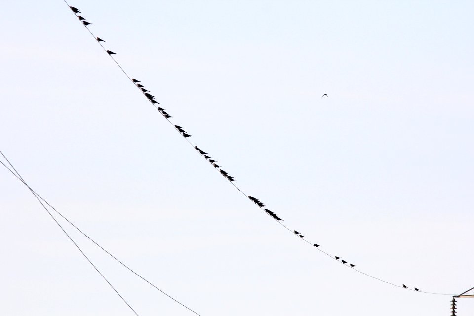 Brewer's Blackbirds, part of 180 individuals, Old Rice Lake Muck Flats, September 11, 2012