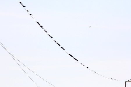 Brewer's Blackbirds, part of 180 individuals, Old Rice Lake Muck Flats, September 11, 2012 photo