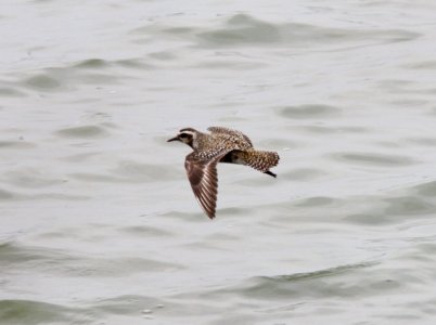 American Golden-Plover, Muskegon Wastewater, September 5, 2012 photo