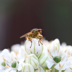 Buzz nectar honey photo