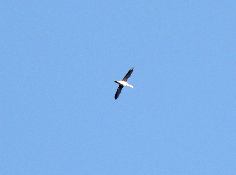 Red-throated Loon (basic plumage), Lincoln Lake, Kent Co., MI, 21 April 2013