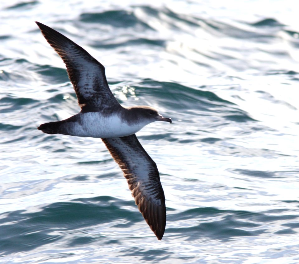 Pink-footed Shearwater, 30 miles offshore of Newport, OR, 20 October 2012