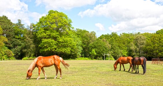 New forest pony new forest ponies chestnut photo