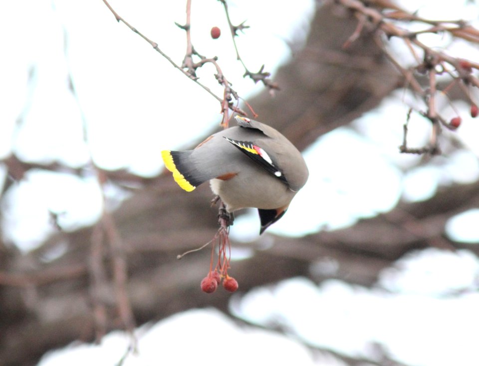 Bohemian Waxwing, Grand Rapids, MI, 23 March 2013