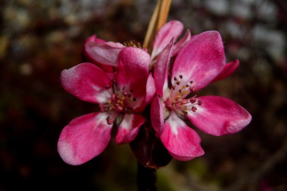 apple flower photo