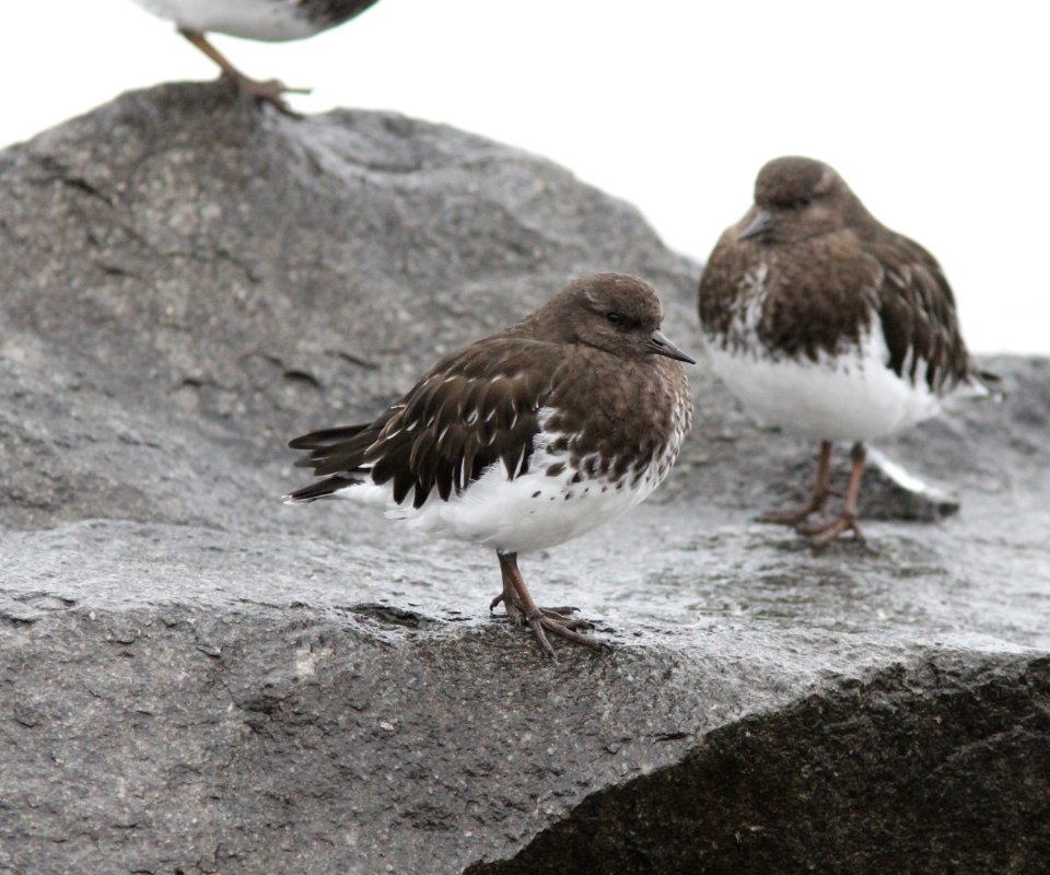 Black Turnstone, Pt. Brown Jetty, WA, 18 October 2012