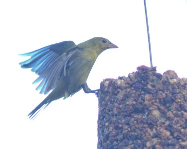 Scarlet/Summer Tanager, Grand Rapids, MI, Dec 10, 2012 photo