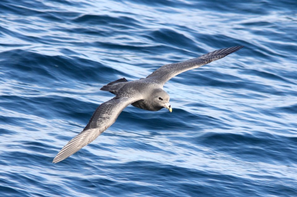 Northern Fulmar, 30 miles offshore of Newport, OR, 20 October 2012
