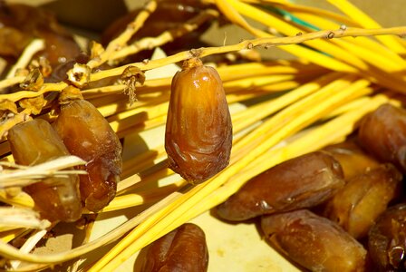 Dates dried fruit date palm