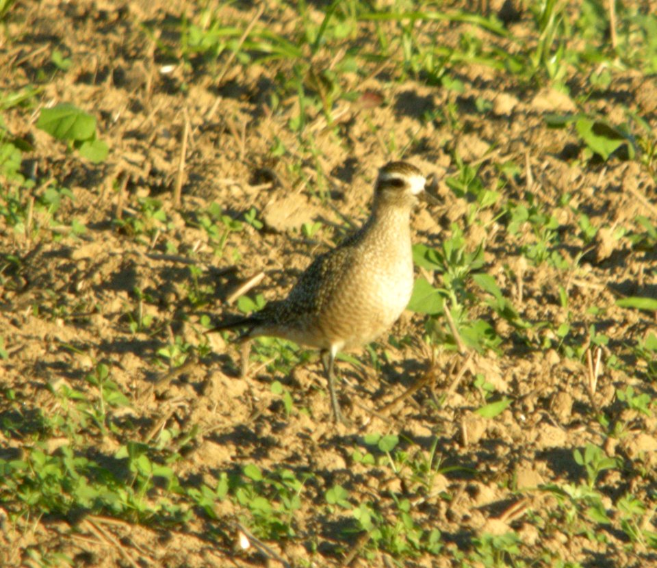 American Golden-Plover, Sand Lake, MI, September 14, 2012