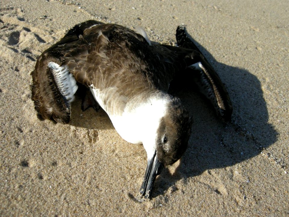 Great Shearwater specimen, Sleeping Bear Dunes NL, September 9, 2012