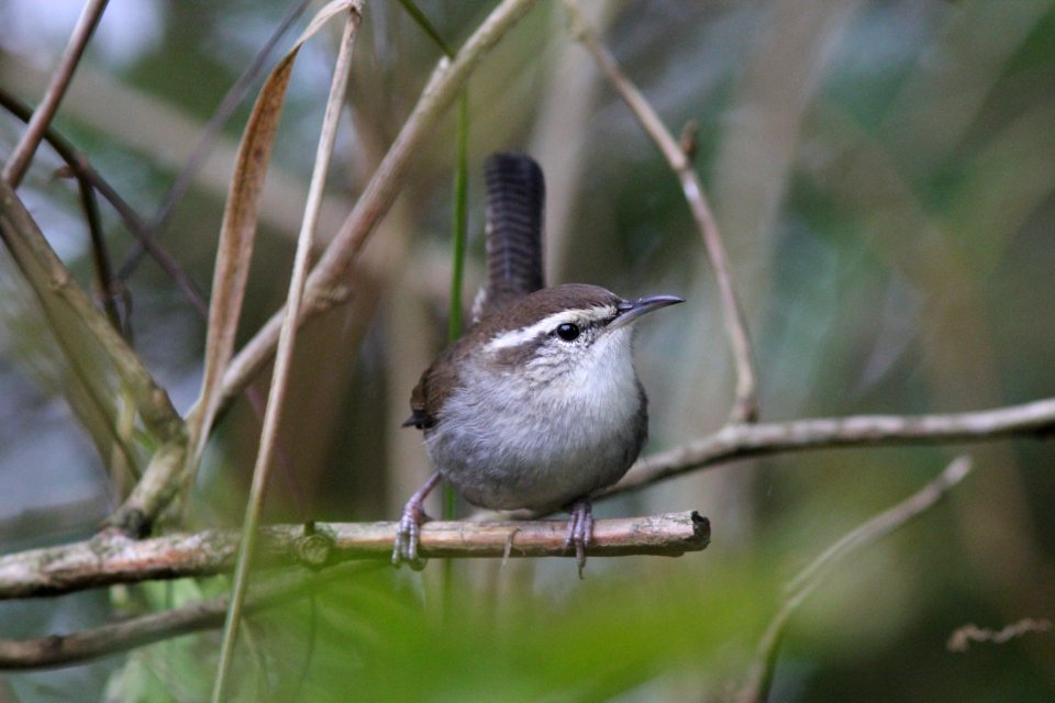 Bewick's Wren, Midway Beach, WA, 19 October 2012