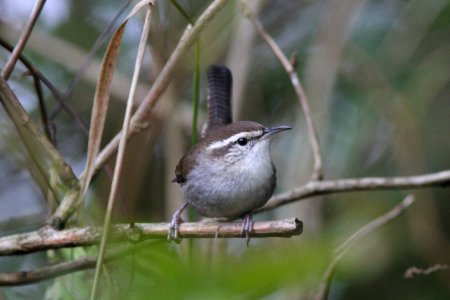 Bewick's Wren, Midway Beach, WA, 19 October 2012