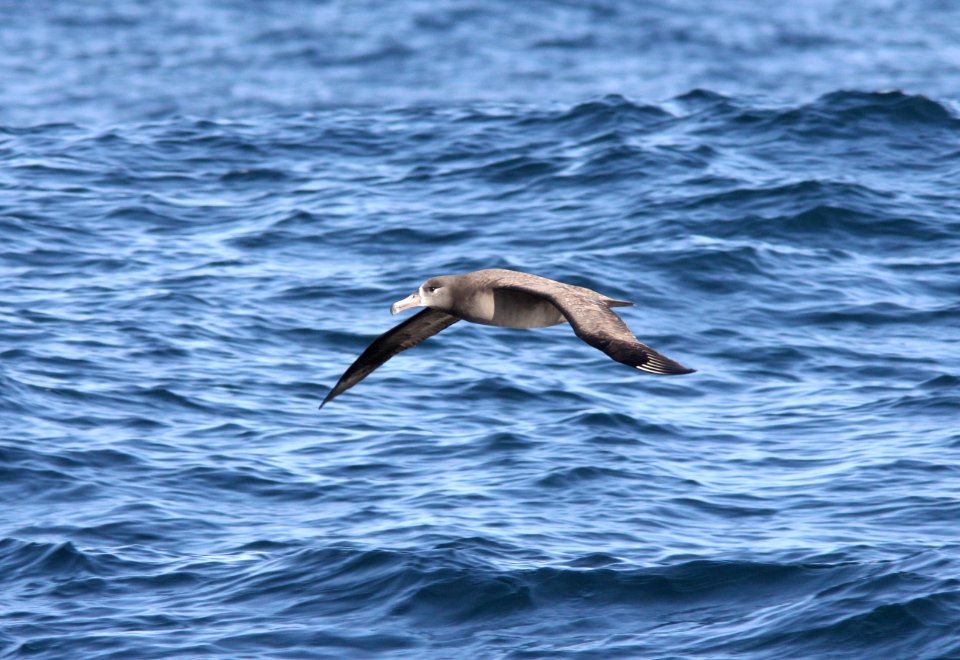 Black-footed Albatross, 30 miles offshore of Newport, OR, 20 October 2012