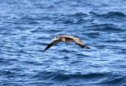 Black-footed Albatross, 30 miles offshore of Newport, OR, 20 October 2012 photo
