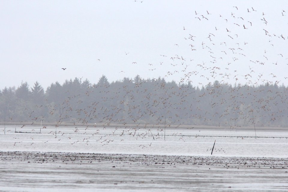 Marbled Godwits (part of a flock of 810), Bottle Beach, WA, 19 October 2012