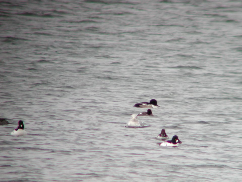 Hooded Merganser X Common Goldeneye