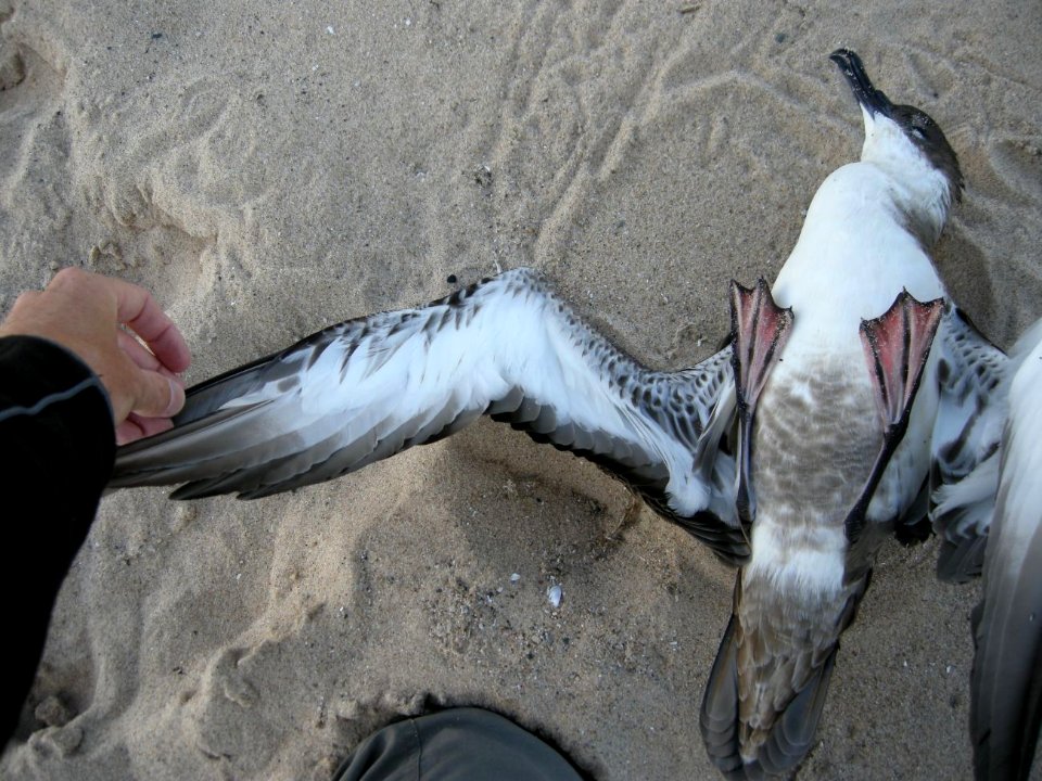 Great Shearwater specimen, Sleeping Bear Dunes NL, September 9, 2012