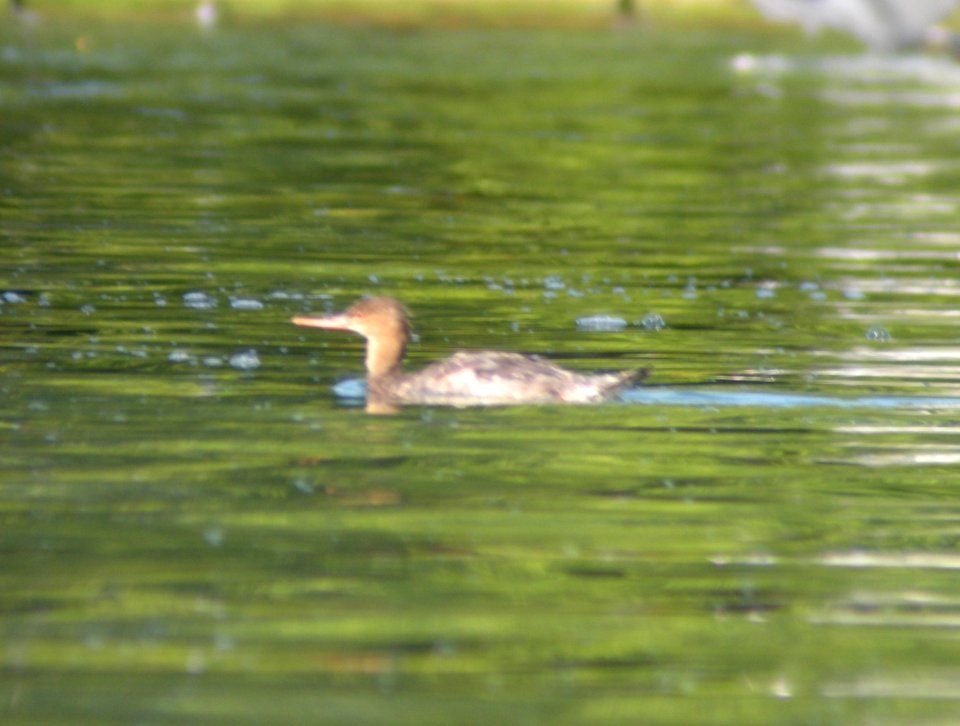 Red-breasted Merganser, Higgins Lake, August 29, 2012