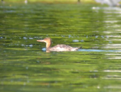 Red-breasted Merganser, Higgins Lake, August 29, 2012 photo