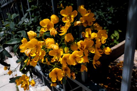 Senna pendula