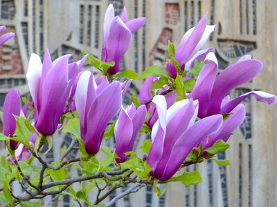 Magnolia flower purple photo