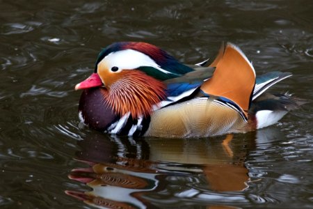 Mandarin Duck, Kellogg Biological Station, Kalamazoo, MI photo