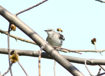 Northern Mockingbird, Lighthouse Park, Huron Co., MI, 4 May 2013