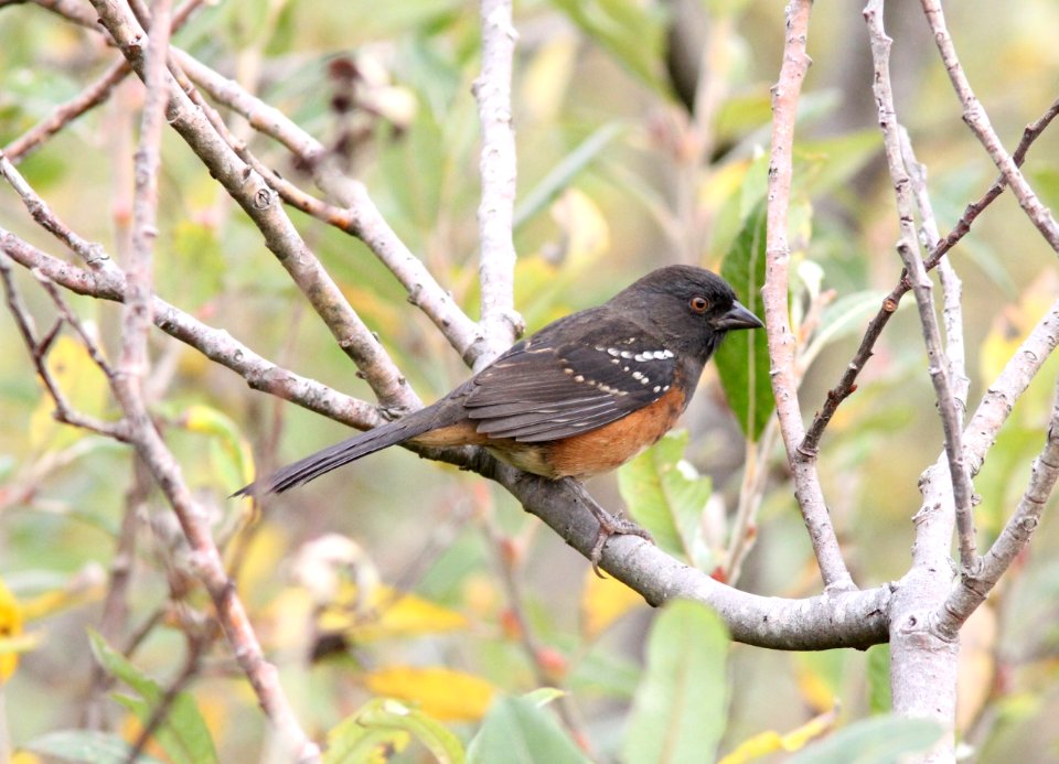 Spotted Towhee (Pacific), Grays Harbor NWR, WA, 18 October 2012