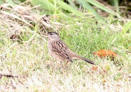 Golden-crowned Sparrow, Grays Harbor NWR, WA, 18 October 2012